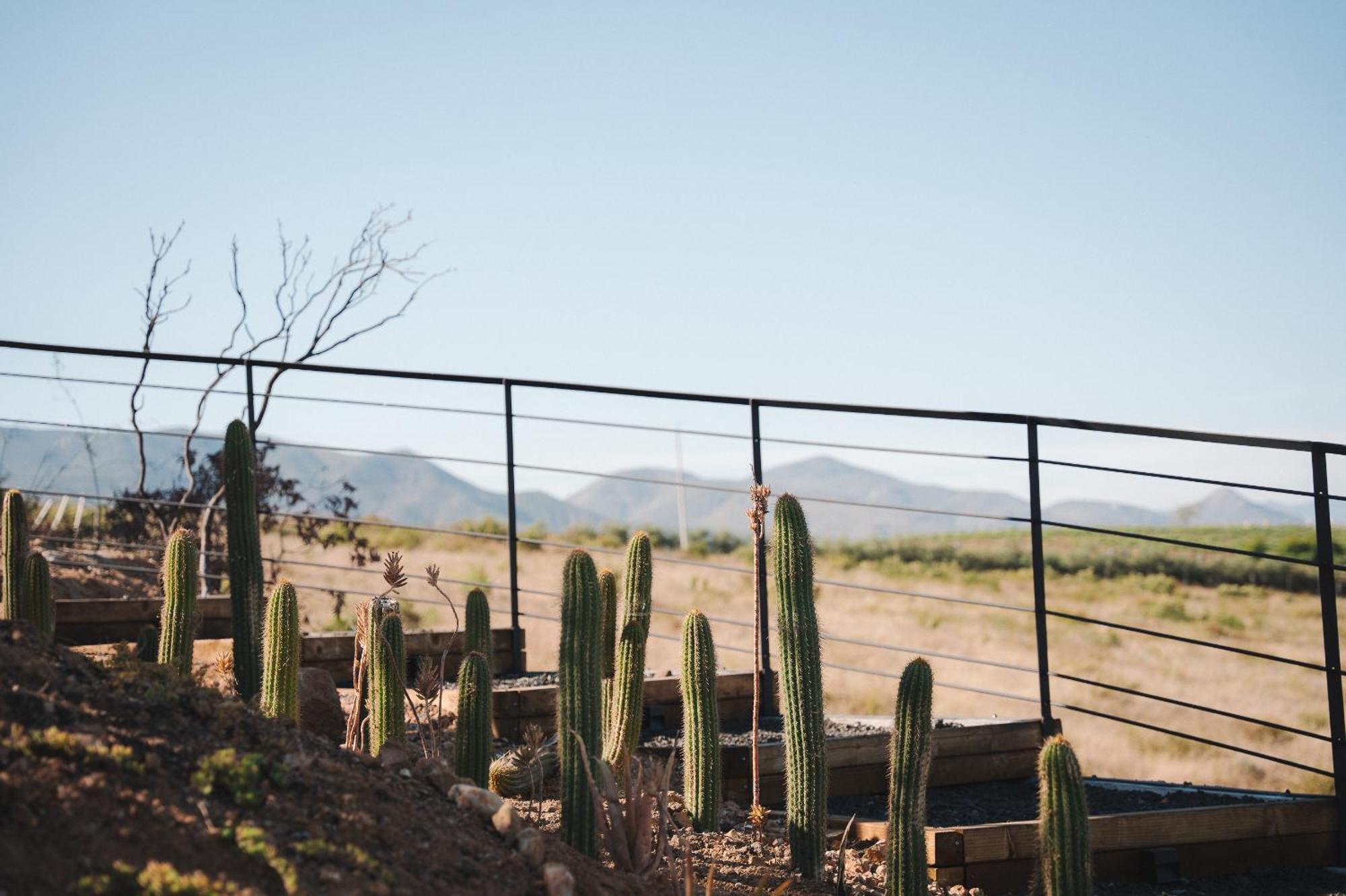 Bajo Estrellas Hotel Contemporaneo Valle de Guadalupe Exteriör bild